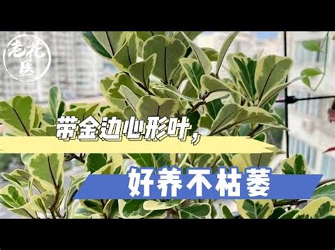 愛心榕 照顧|【愛心榕風水】解救愛心榕葉子發黃！風水玄機，照顧指南與繁殖。